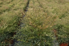 Nandina domestica 